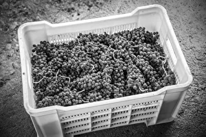 Wine Maker Prints: Africa, Namibia, Neuras Farm. Red grapes in a box