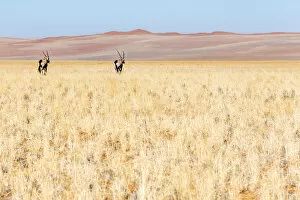 Grassland Collection: Africa, Namibia. Two Oryx near the red dunes of the namib desert