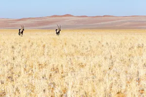 Dune Gallery: Africa, Namibia. Two Oryx near the red dunes of the namib desert