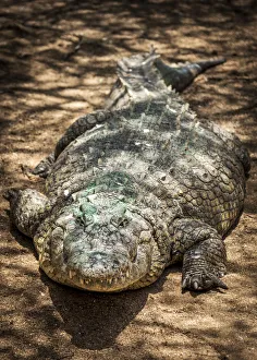 Images Dated 25th January 2017: Africa, Namibia, Otjiwarongo. Crocodile at the farm