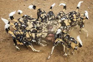Group Gallery: Africa, Namibia. A pack of african wild dogs
