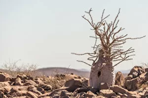 Damaraland Gallery: Africa, Namibia, Palmwag. Bottle tree