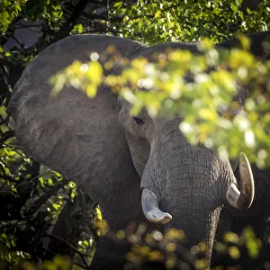 Damaraland Gallery: Africa, Namibia, Palmwag. a desert elephant at sunset