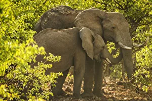 Damaraland Gallery: Africa, Namibia, Palmwag. Desert elephants at sunset