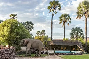 Damaraland Gallery: Africa, Namibia, Palmwag. An elephant at the pool at Palmwag Lodge