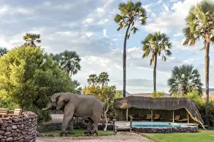 Palmwag Prints: Africa, Namibia, Palmwag. An elephant at the pool at Palmwag Lodge