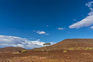 Damaraland Gallery: Africa, Namibia, Palmwag. Landscape with Shepherds tree
