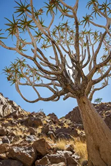 Retreat Prints: Africa, Namibia. a Quiver tree in southern Namibia