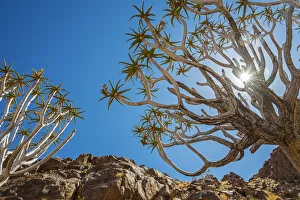 Retreat Prints: Africa, Namibia. Quiver trees in southern Namibia