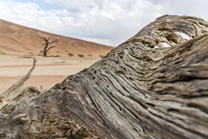Images Dated 16th August 2018: Africa, Namibia, Sossusvlei area. Dead vlei, close up of fallen dead tree