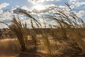 Images Dated 16th August 2018: Africa, Namibia, Sossusvlei area. Grass on a dune at sunset