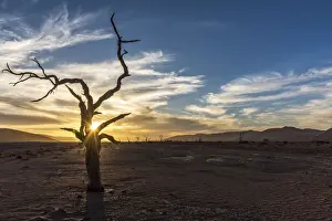 Africa, Namibia, Sossusvlei. A camel thorns silhouette at sunset