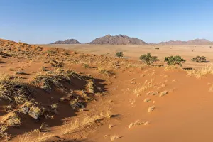 Vlei Prints: Africa, Namibia, Sossusvlei. Elim dune