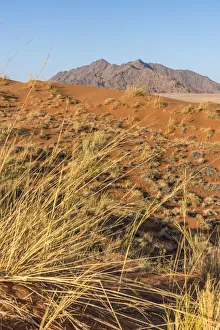 Africa, Namibia, Sossusvlei. Elim dune