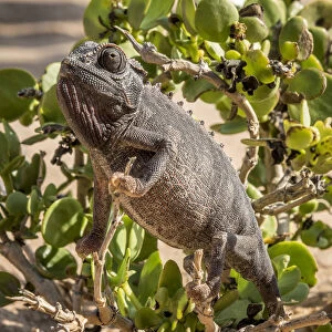 Images Dated 16th August 2018: Africa, Namibia, Swakopmund. Namaqua chameleon in a dollar bush