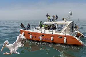 Africa, Namibia, Walvis Bay. Boat tour with pelican
