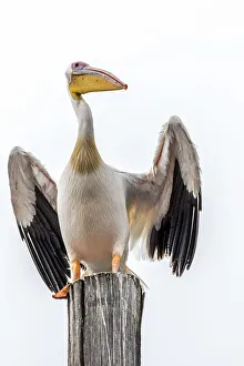 Africa, Namibia, Walvis Bay. Great White Pelican