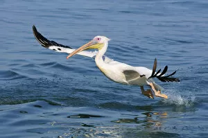 Images Dated 7th December 2012: Africa, Namibia, Walvis Bay, Pelican in flight