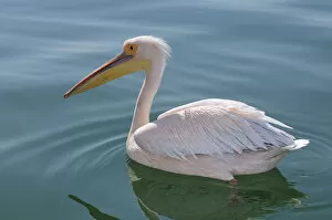 Images Dated 7th December 2012: Africa, Namibia, Walvis Bay, Pelican in the harbour