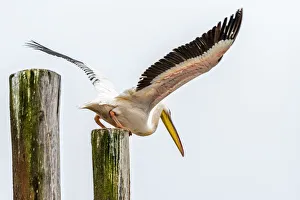 Africa, Namibia, Walvis Bay. Pelican taking off