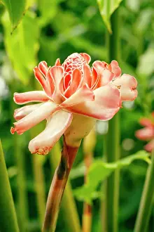 Rwanda Prints: africa, Rwanda, Kibuye. A Ginger Flower in the Garden of Cormoran Lodge