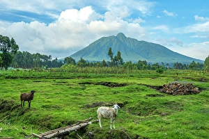 Rainforest Prints: africa, Rwanda, Kiningi, Musanze