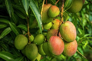 Mango Prints: africa, Rwanda, Kivu Lake. Mangoes growing