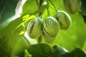 Growing Prints: africa, Rwanda, Kivu Lake. The plant of a tree tomato in a garden