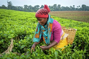 Estate Prints: africa, Rwanda, near the Nyungwe National park