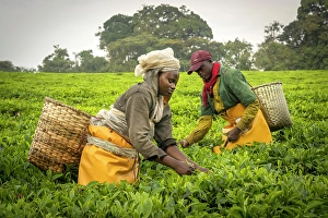Estate Prints: africa, Rwanda, near the Nyungwe National park
