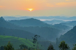 Rainforest Prints: Africa, Rwanda, Nyungwe National Park. Sunrise above the rolling hills