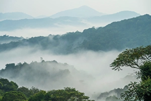 Rainforest Prints: Africa, Rwanda, Nyungwe National Park. The mist rising from the rainforest after a shower