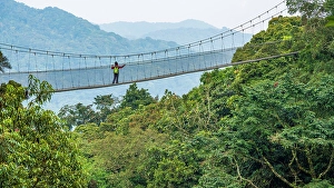 Walk Prints: Africa, Rwanda, Nyungwe National Park. The canopy walk through the rainforest