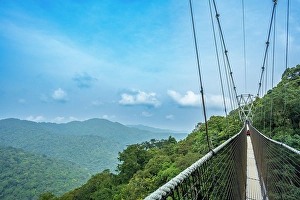 Walk Prints: Africa, Rwanda, Nyungwe National Park. The canopy walk through the rainforest