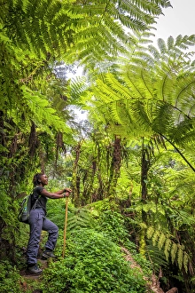 Plants Prints: Africa, Rwanda, Nyungwe National Park. A woman on a hike through the tree ferns
