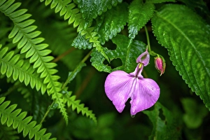 Rainforest Prints: Africa, Rwanda, Nyungwe National Park. A Flower of impatiens after the rain