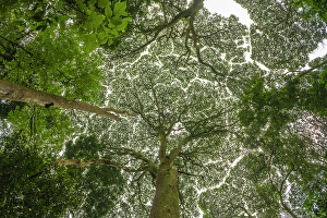Rainforest Prints: Africa, Rwanda, Nyungwe National Park. giant trees seen from below