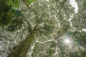 Backlight Prints: africa, Rwanda, Nyungwe National Park. giant trees seen from below with the backlight