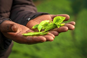 Rwanda Prints: Africa, Rwanda, Nyungwe National Park. Man holding green tea leaves