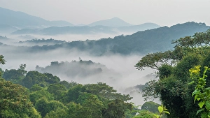 Premium Selects 2024 Prints: Africa, Rwanda, Nyungwe National Park. The mist rising from the rainforest after a shower
