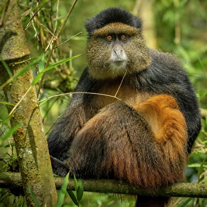 Rainforest Prints: africa, Rwanda, Volcanoes National Park