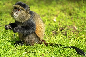 Rainforest Prints: africa, Rwanda, Volcanoes National Park. Golden Monkey feeding in a meadow