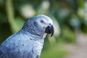 Africa, SA£o Toma and Principe. African grey parrot