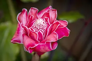 Westafrican Prints: Africa, SA£o Toma and Principe. Close up of a Porcellain flower