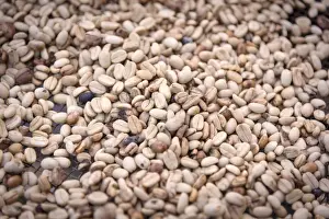 Coffee Beans Prints: Africa, SA£o Toma and Principe. Dried coffee beans at Monte Cafa