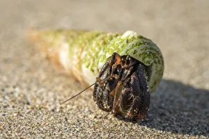 Principe Gallery: Africa, SA£o Toma and Principe. A Hermit Crab on the beach