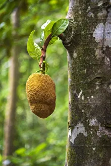 Images Dated 17th January 2020: Africa, SA£o Toma and Principe. Jackfruit on the tree