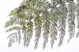 Westafrican Prints: Africa, SA£o Toma and Principe. A leaf of a wild fern