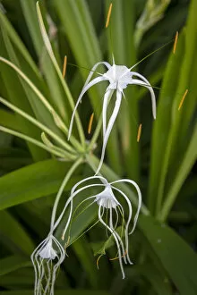 Images Dated 17th January 2020: Africa, SA£o Toma and Principe. Tropical white spider lilly