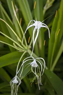 Equatorial Prints: Africa, SA£o Toma and Principe. Tropical white spider lilly